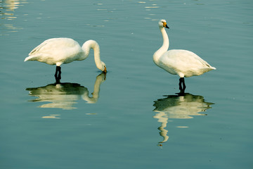 Swan couple at a lake 