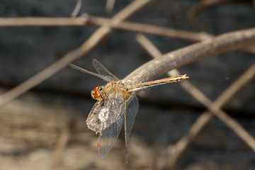 Dragonfly Anisoptera is sitting on dried vine.