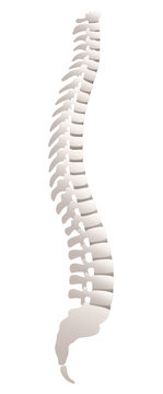 Backbone - lateral view. Isolated vector illustration over white background.