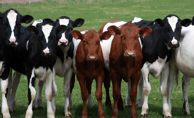 Wisconsin Dairy Cows