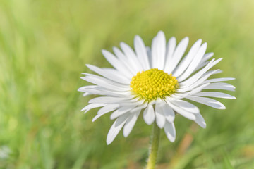 Gänseblume - Blumenwiese