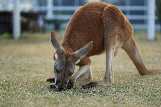 カンガルー の画像 18 402 件の Stock 写真 ベクターおよびビデオ Adobe Stock