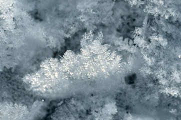 Snow crystals close-up