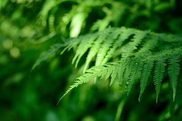 fern close-up in the forest