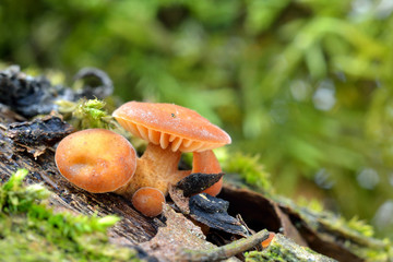 mushrooms on a tree stump in the forest