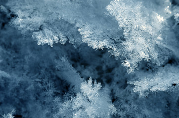 Snow crystals close-up