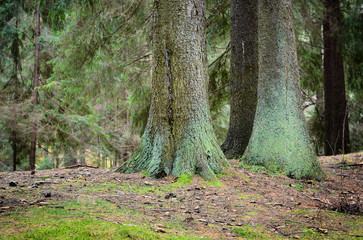 Obraz premium dark pine forest scene