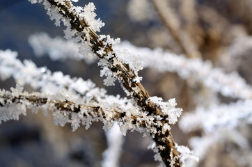 tree covered with hoar-frost