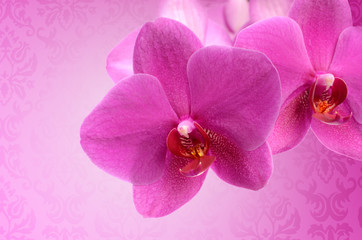 dark pink orchid flower close-up isolated on white