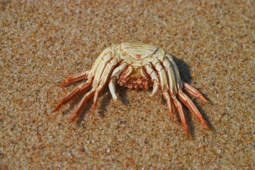 Krabben- Skelett an der Skelettküste