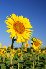 sunflowers at the field - 100115529