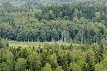 Fototapeta premium hills with forest