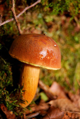 mushroom in the forest in autumn