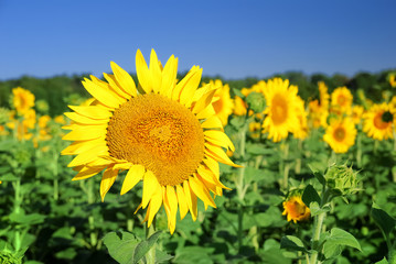 sunflowers at the field