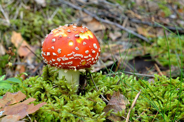agaric mushroom. toadstool in forest