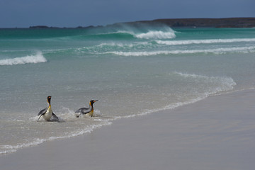 King Penguins (Aptenodytes patagonicus) coming ashore on a sandy beach at Volunteer Point in the Falkland Islands. 