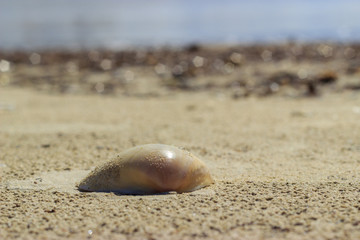 Almeja sobre la arena.