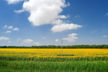 sunflowers field in Russia