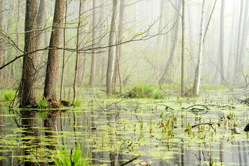 swamp in fog at the sunrise - 100116107