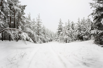 winter scene: road and forest with hoar-frost on trees