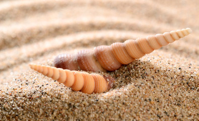 sea shells on the sandy beach