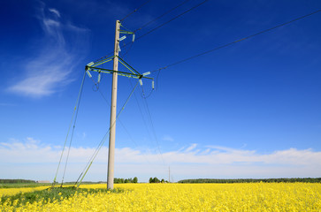 yellow rapeseed field and electricity line in Latvia