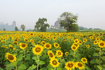 Fototapeta premium Sunflowers blooming