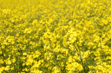 Obraz premium yellow rapeseed field in Latvia