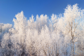 Winter landscape with snoe covered trees against blue sky