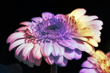 aster flower in the garden