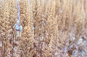 Fototapeta premium brown grass close-up