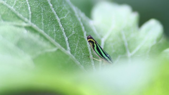 cigarra en una hoja