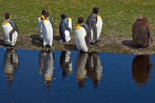 Group of King Penguins (Aptenodytes patagonicus) moulting by a pond at Volunteer Point in the Falkland Islands. 
