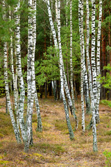 forest scene