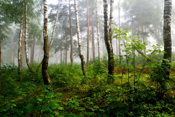a north forest in fog. Latvia