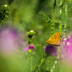 green grass orange butterfly