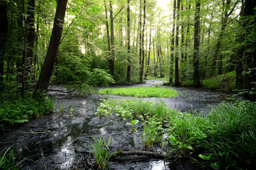 Fototapeta na wymiar forest swamp scene