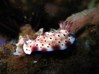 Meeresschnecke