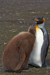 Adult King Penguin (Aptenodytes patagonicus) interacting with nearly fully grown and hungry chick at Volunteer Point in the Falkland Islands. 