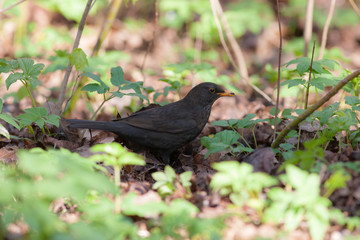 blackbird in the spring grass