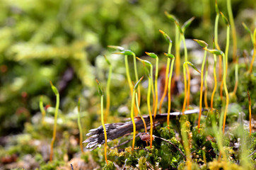close-up of a colorful moss with spores