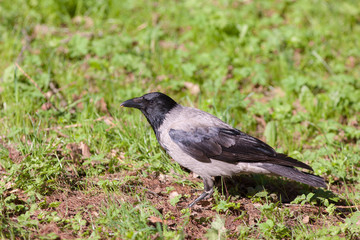 crow in the grass