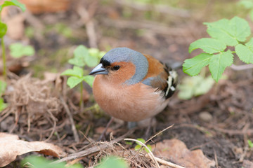 chaffinch close up