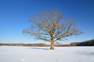 Fototapeta na wymiar lonely oak tree in the field in winter