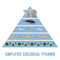 Ecosystem energy flow.