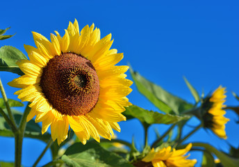 Sunflowers close-up against dark blue sky
