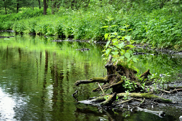 forest river scene