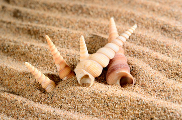 sea shells on the sandy beach