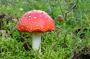 agaric mushroom. toadstool in forest