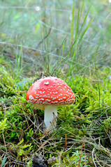 agaric mushroom. toadstool in forest